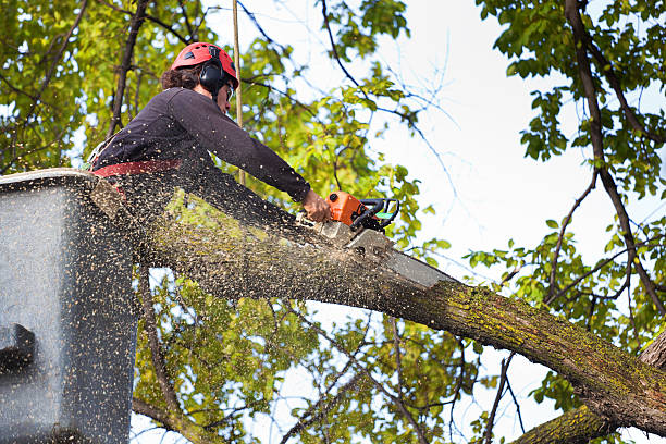 Red Cloud, NE Tree Services Company